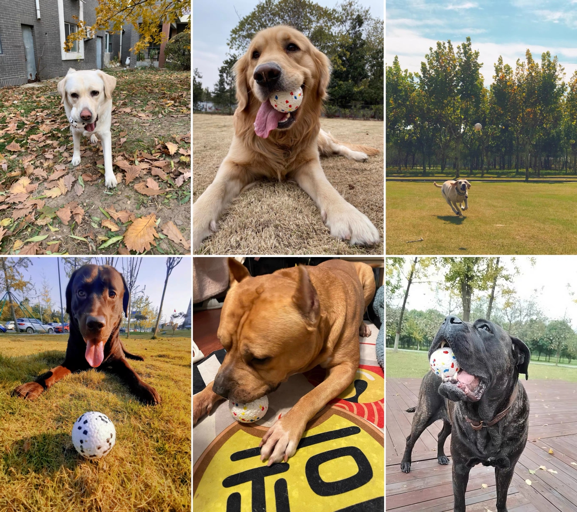 Dog Chew Toy Amazon Made with ETPU Mixed Rubber Is An Interactive